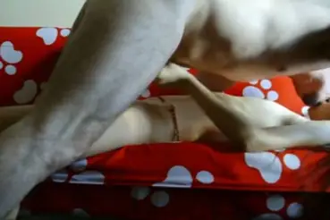 Live Skandal ABG Bispak Jakarta Hotel Mewah Viral Terbaru 2026